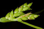 Thinfruit sedge